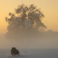 Sonnenaufgang bei klirrender Kaelte -mit Wolfsspitz